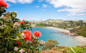 A view of a beach on Waiheke Island, framed by pōhutukawa flowers.