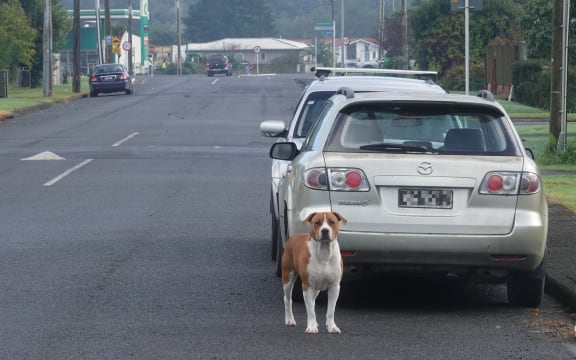 A wandering dog in Moerewa in the Far North.