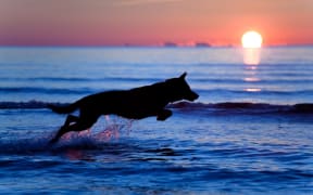 The proposed changes would extend the season ban length, but allow dogs before 10am and after 7pm.