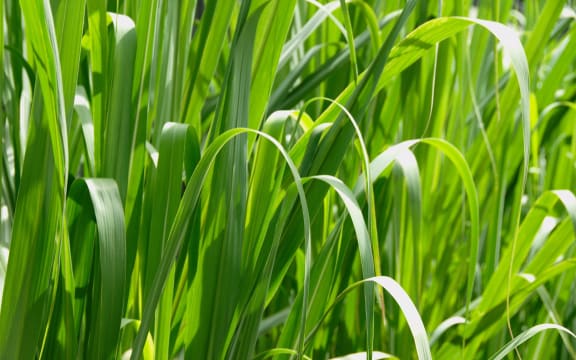 Grass macro high resolution.