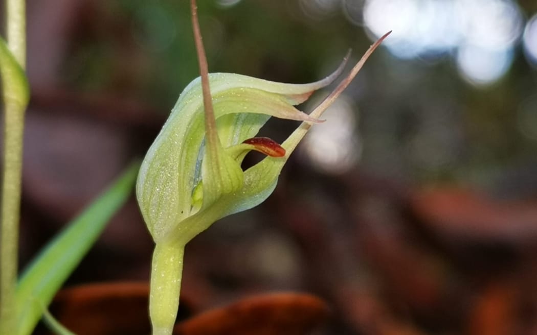 Photo of Kauri Greenhood Orchid