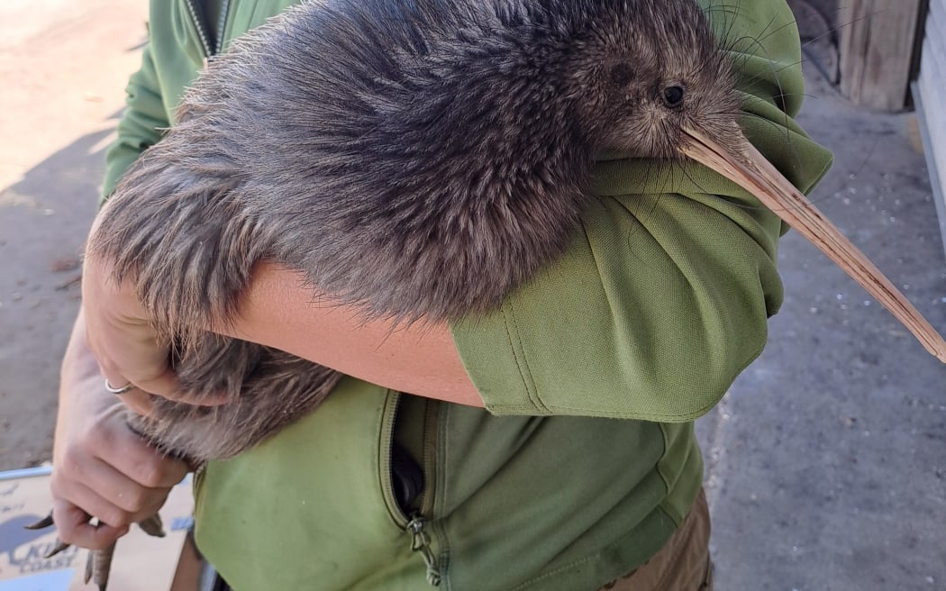 A Department of Conservation ranger with the Rosvall Sawmill’s unexpected kiwi bird visitor.