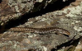 A shiny brown and black mottled lizard resting on a lichen-covered rock ledge.