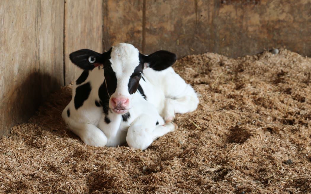 Sherraine Holsteins