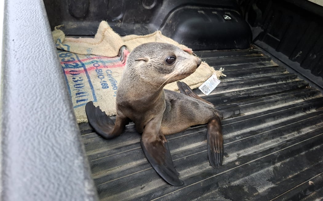 A kekeno / New Zealand fur seal pup.