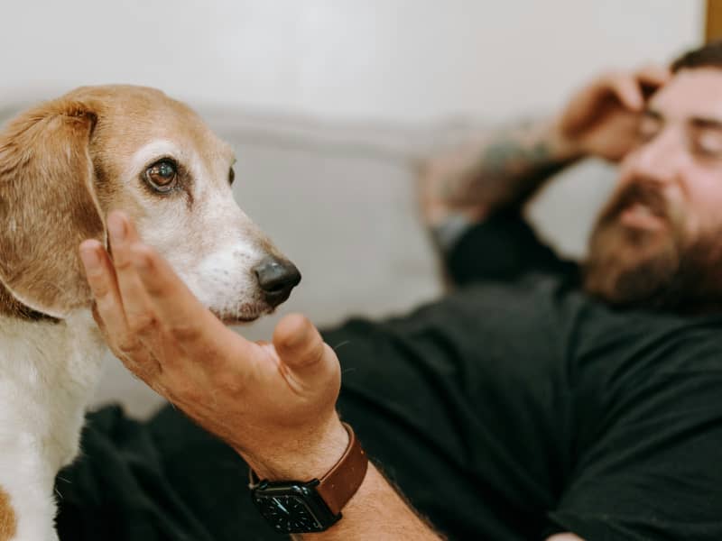 A bearded man on a couch pats his small dog.