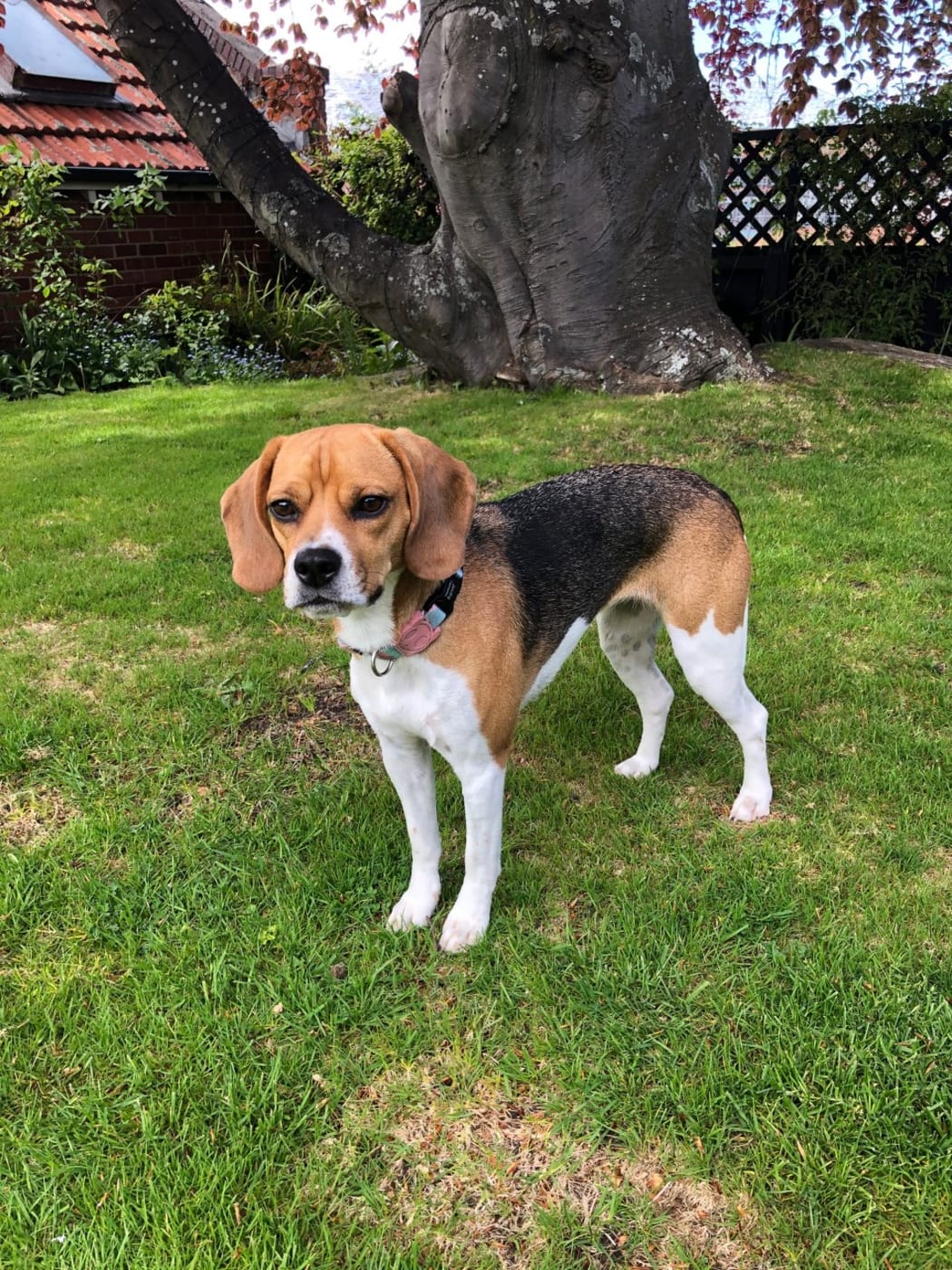 Beagle puppies trade me top