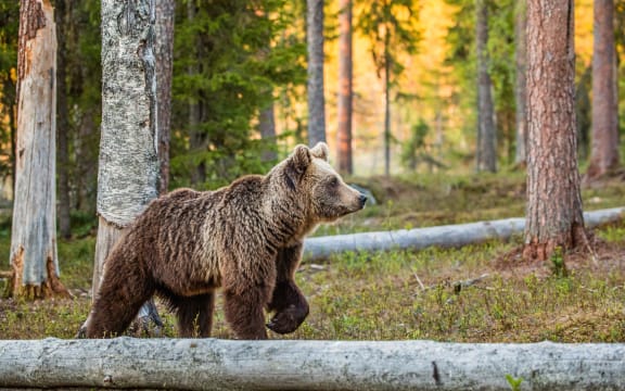 Brown Bear.