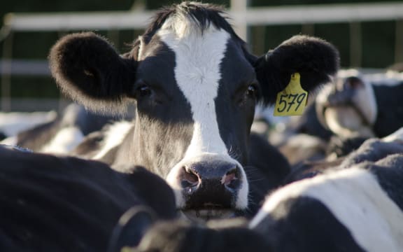 Dairy cows in a milking facility in New Zealand.