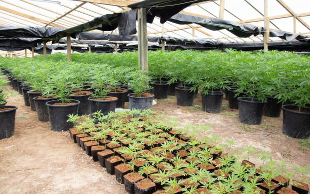 Police arrested four men after finding five glass houses filled with more than 4000 cannabis plants.