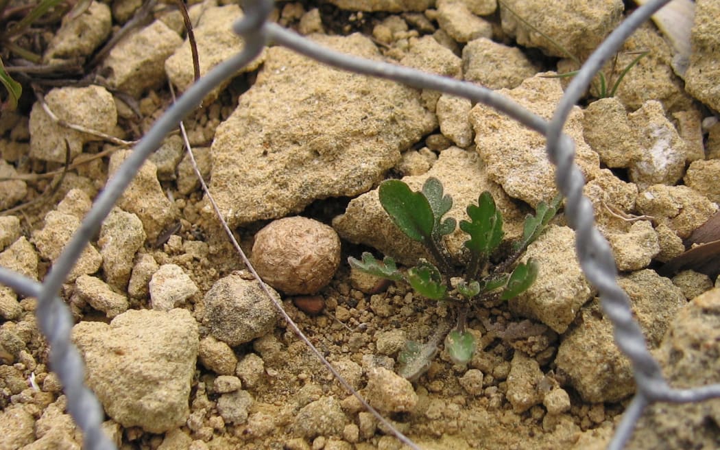 Limestone Cress