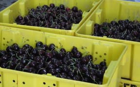 cherry punnets