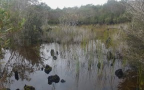 The Kaimaumau wetland that is part of the resource consent for Resin and Wax.