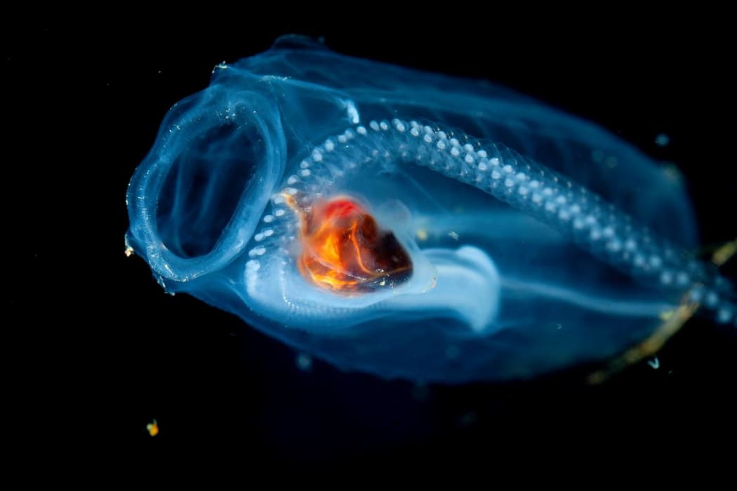A chain of baby blastozooids in the salp Salpa thompsoni before being released into the world.