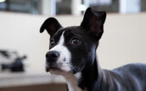 Puppies up for adoption at SPCA Auckland in Mangere.