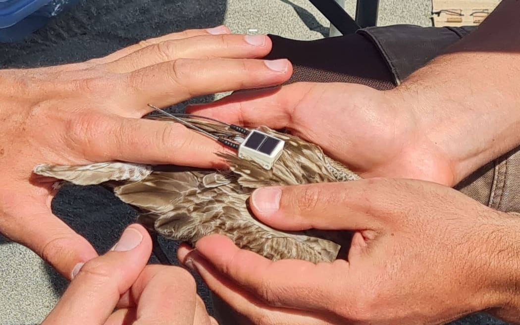 A close up shot of the transmitter being fit. Two hands are holding a bird, while a third checks the feathers are flat under the transmitter, which is a little square with a solar panel on top and two aerials sticking out.