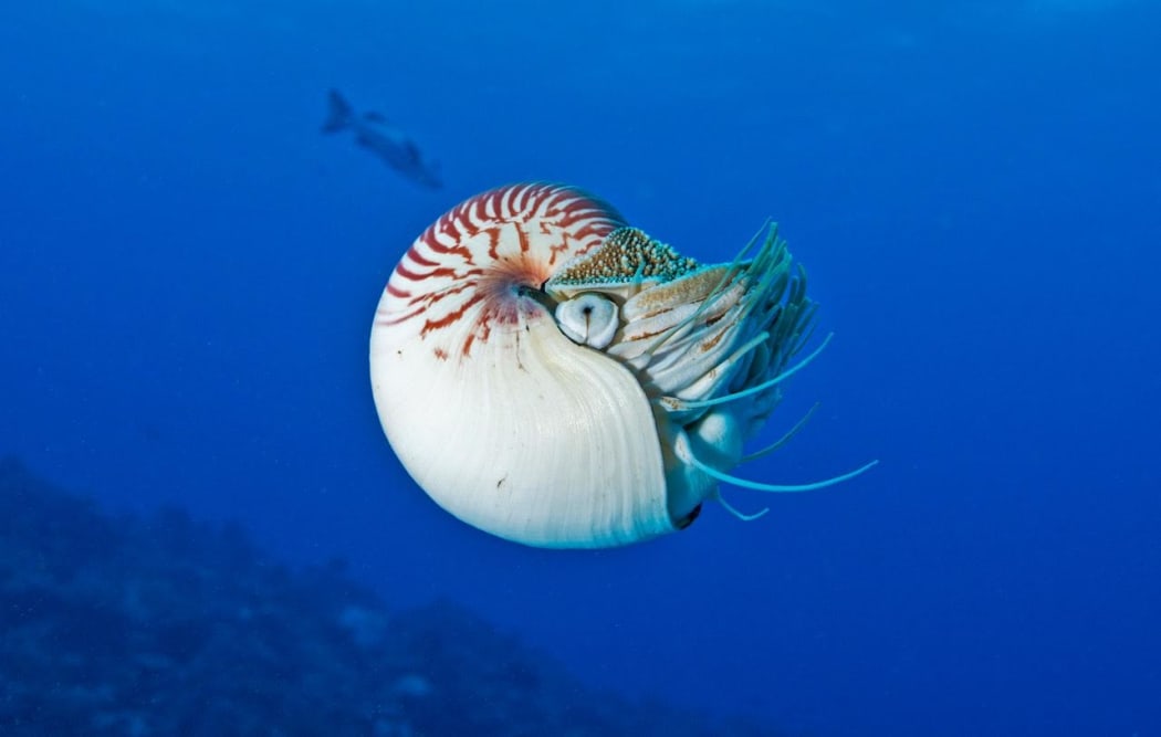 A Nautilus
