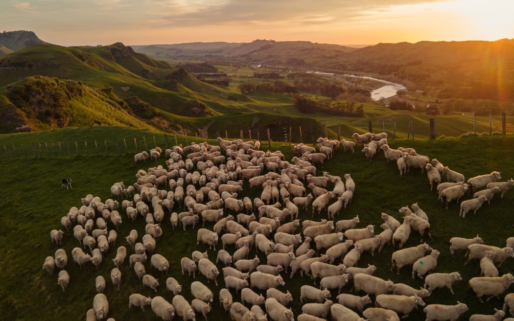 Matangi Station, Tukituki Valley, Hawke's Bay.