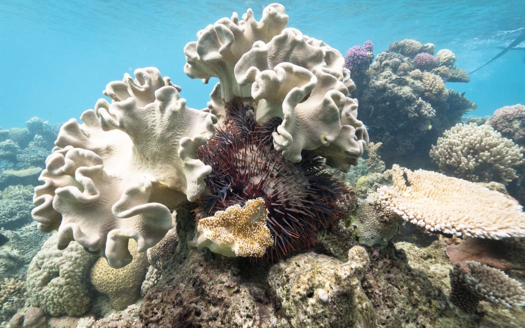 Crown-of-thorns Sea Star - Yambé-Diahoué New Caledonia.