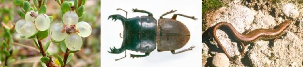 Pimelea actea, Mokohinau stag beetle and Chesterfield skink