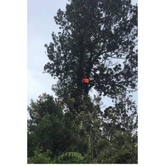 Contractors searching for bat roosts.