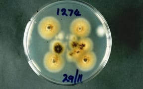 Pithomyces chartarum
