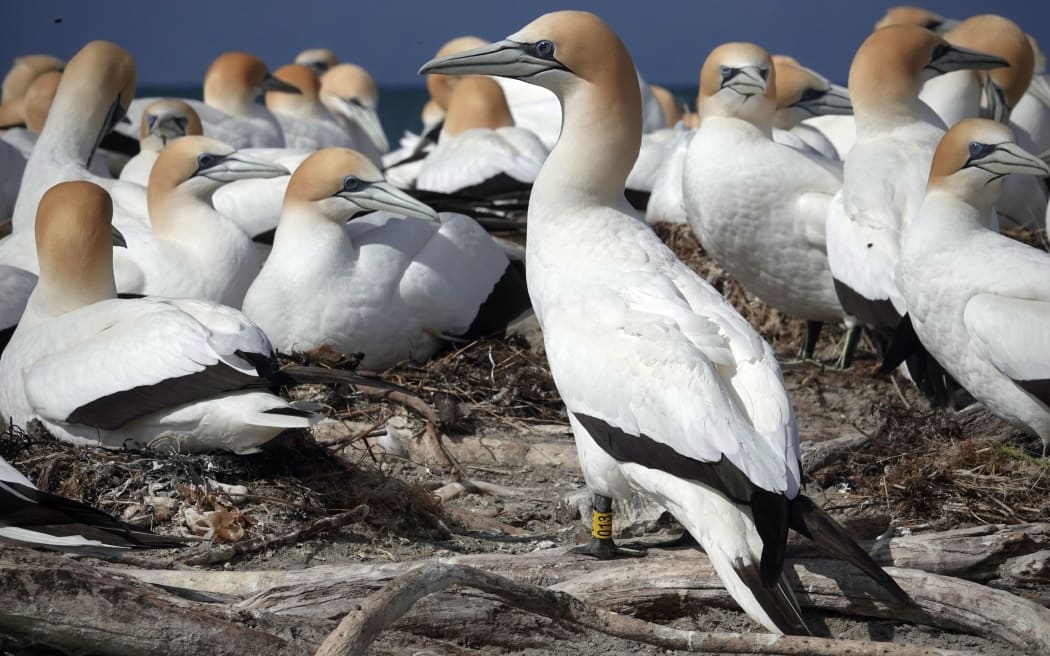A large white seabird with a long dagger-like beak, dark tail feathers and yellow-dusted head stands on a piece of grey driftwood in front of lots of other seabirds of the same kind clustered behind it.
