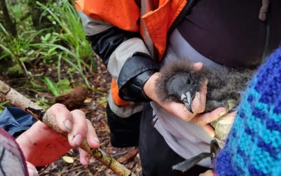 A conservation worker in a bright orange jacket is holding a black petrel chick, getting it ready for banding.