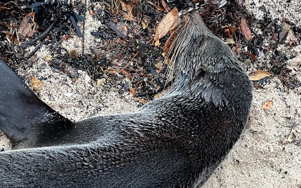 Seal that had to be put down in Wellington