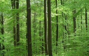 trees