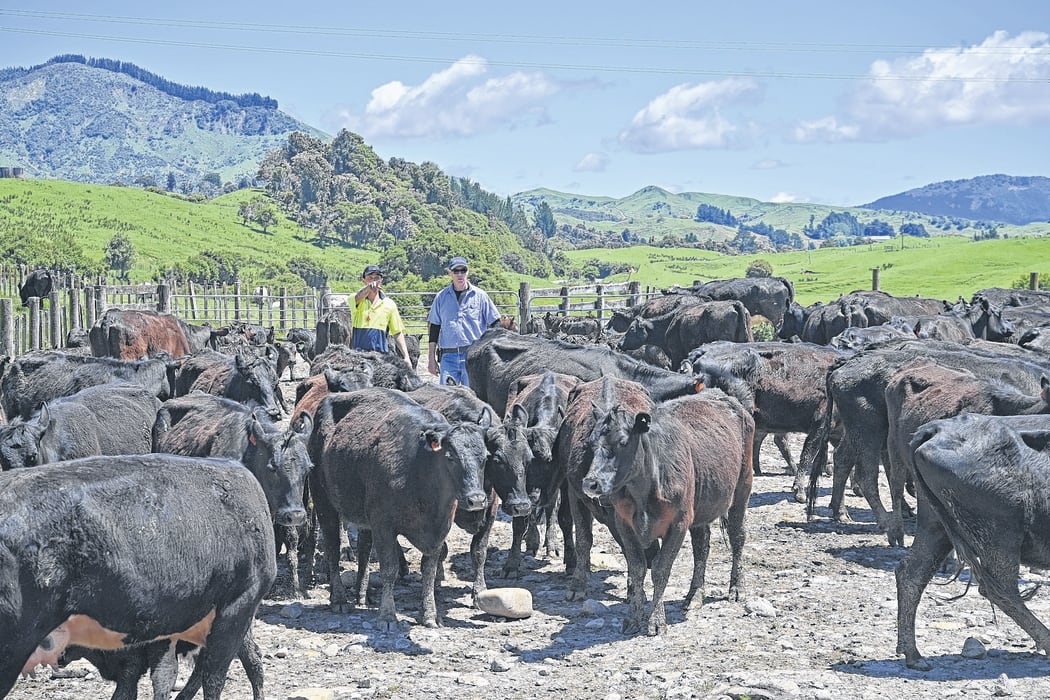 Sheep and cattle across three stations owned by Gisborne District Council contributed close to half of the local authority's greenhouse gas emissions.
