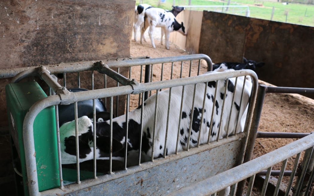 Sherraine Holsteins