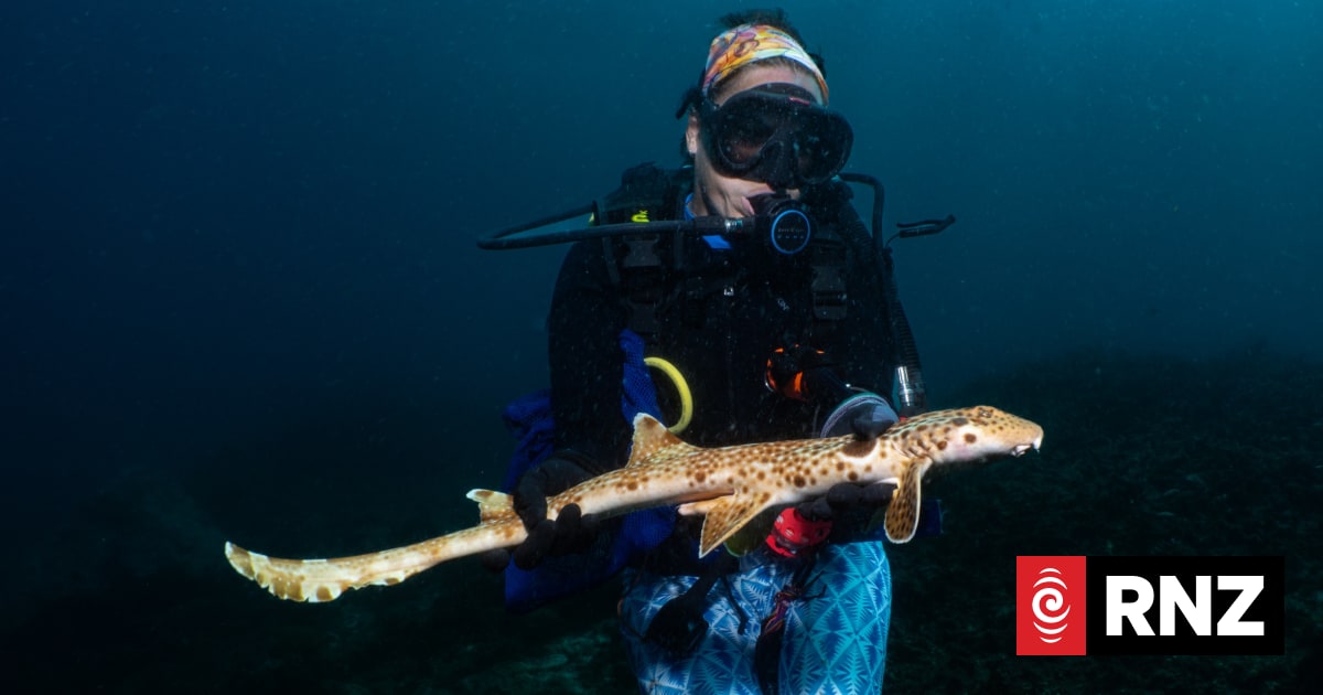 Australian scientists discover new shark species in PNG that walks on its fins