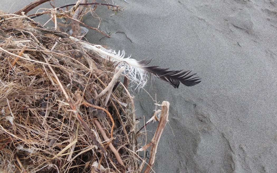 Feathers, fur and bones are now common site on the gorgeous Sumner Beach.