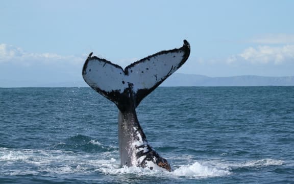 A photo of a humpback whale tail taken during an annual survey in the Cook Strait.