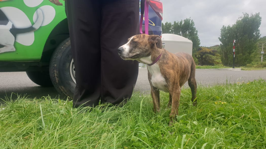 Rescue dog Suzie Q