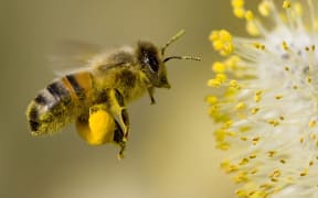 Stock Photo — Flying Bee