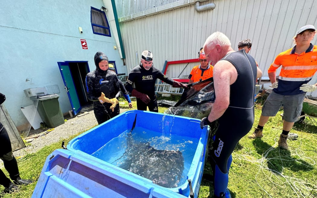 The EcoWorld stingray is moved into a tank before a crane lifts the tank into Picton Harbour.