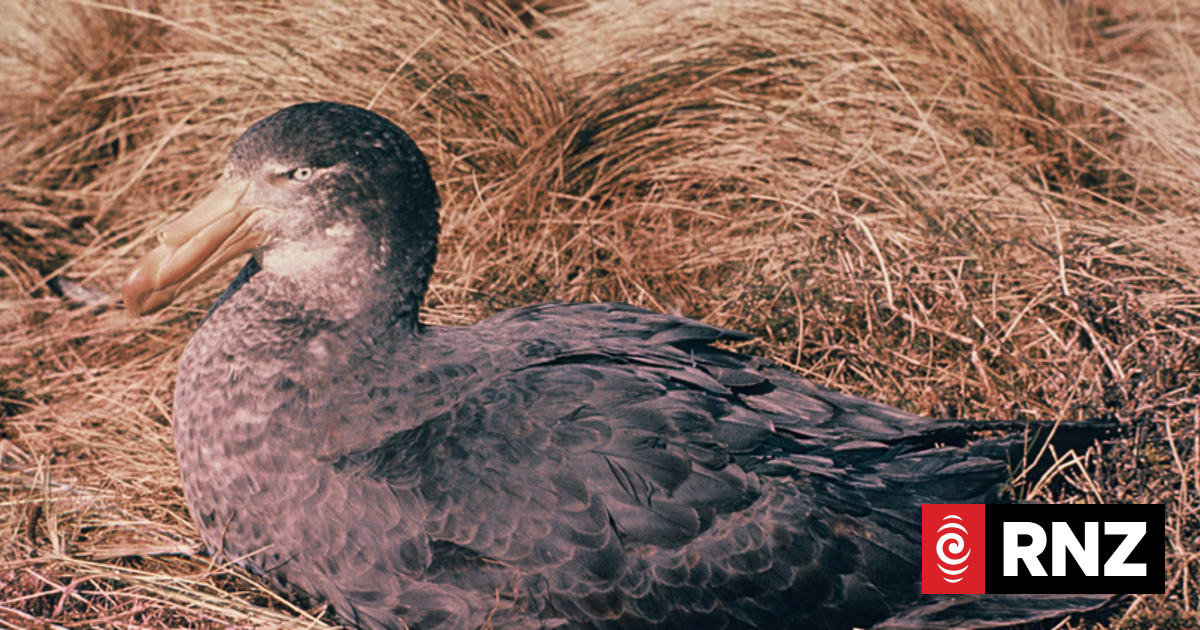 Third case of H5 bird flu found in Wellington region