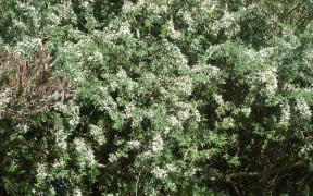 Flowering Tree Lucerne