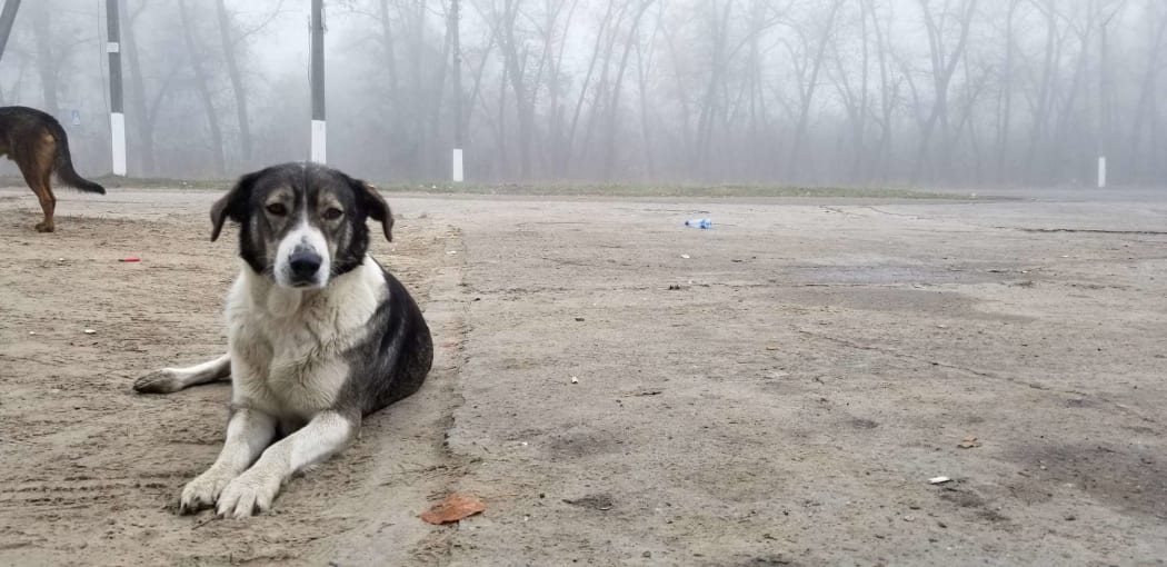 Chernobyl dog