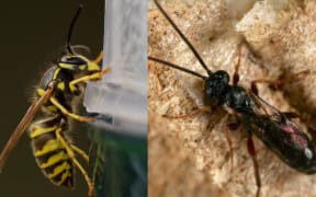 Landcare Research is testing whether the common wasp can be controlled by introducing a parasitic wasp.
