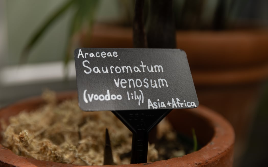 'Voodoo lilies' are once again stinking out Begonia House at Wellington's Botanic Garden.