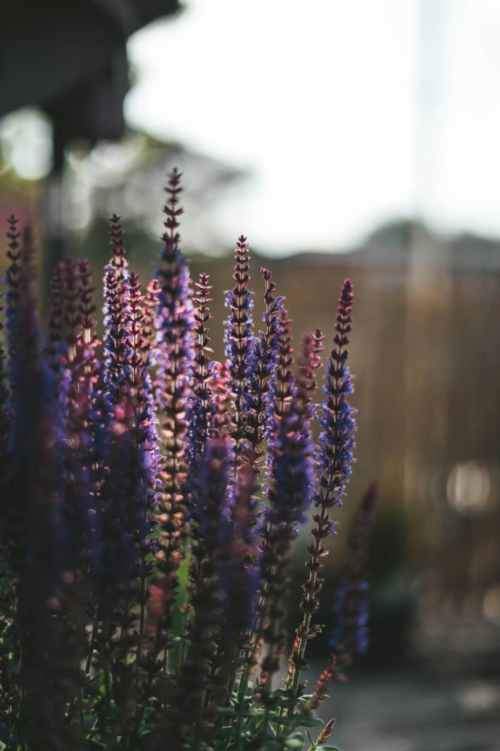 Sage is ornamental and tasty.