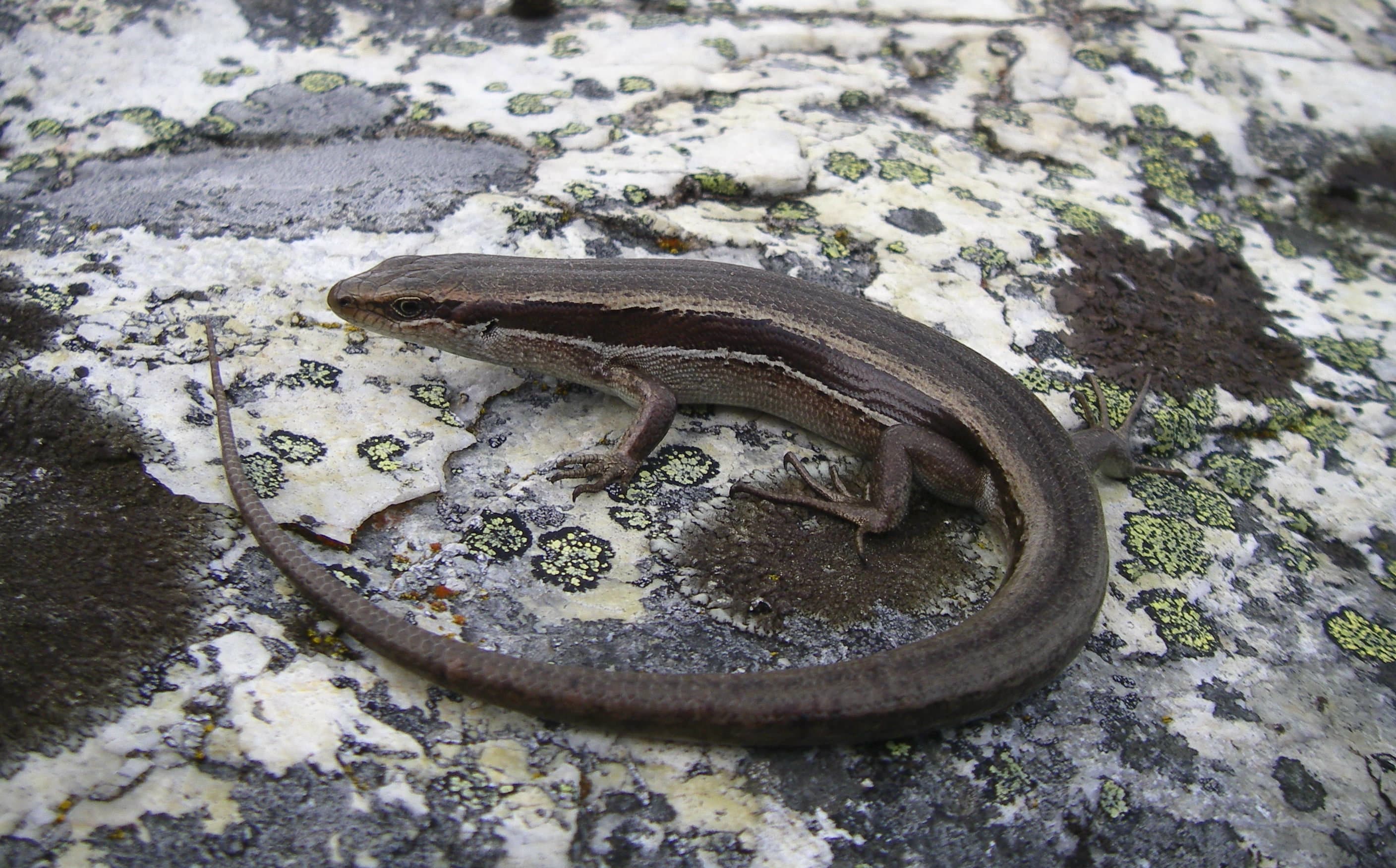 White bellied skink