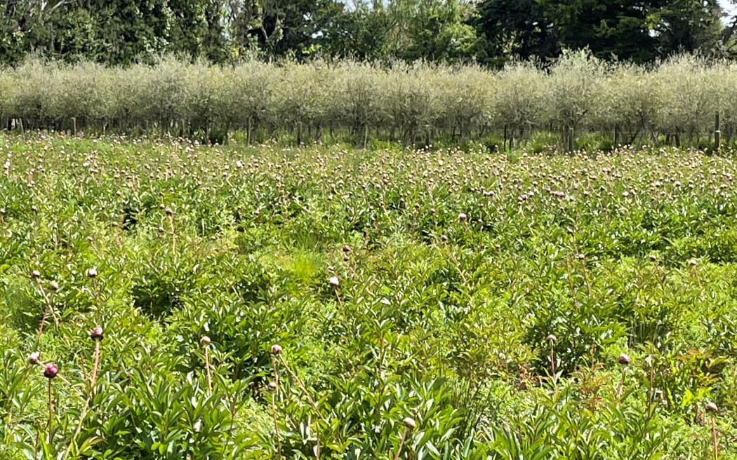 Peony plants