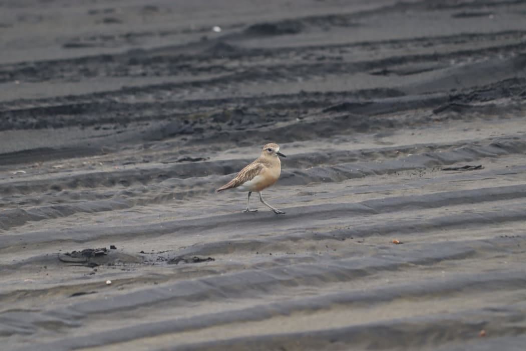 Tyre tracks on Auckland's Muriwai beach