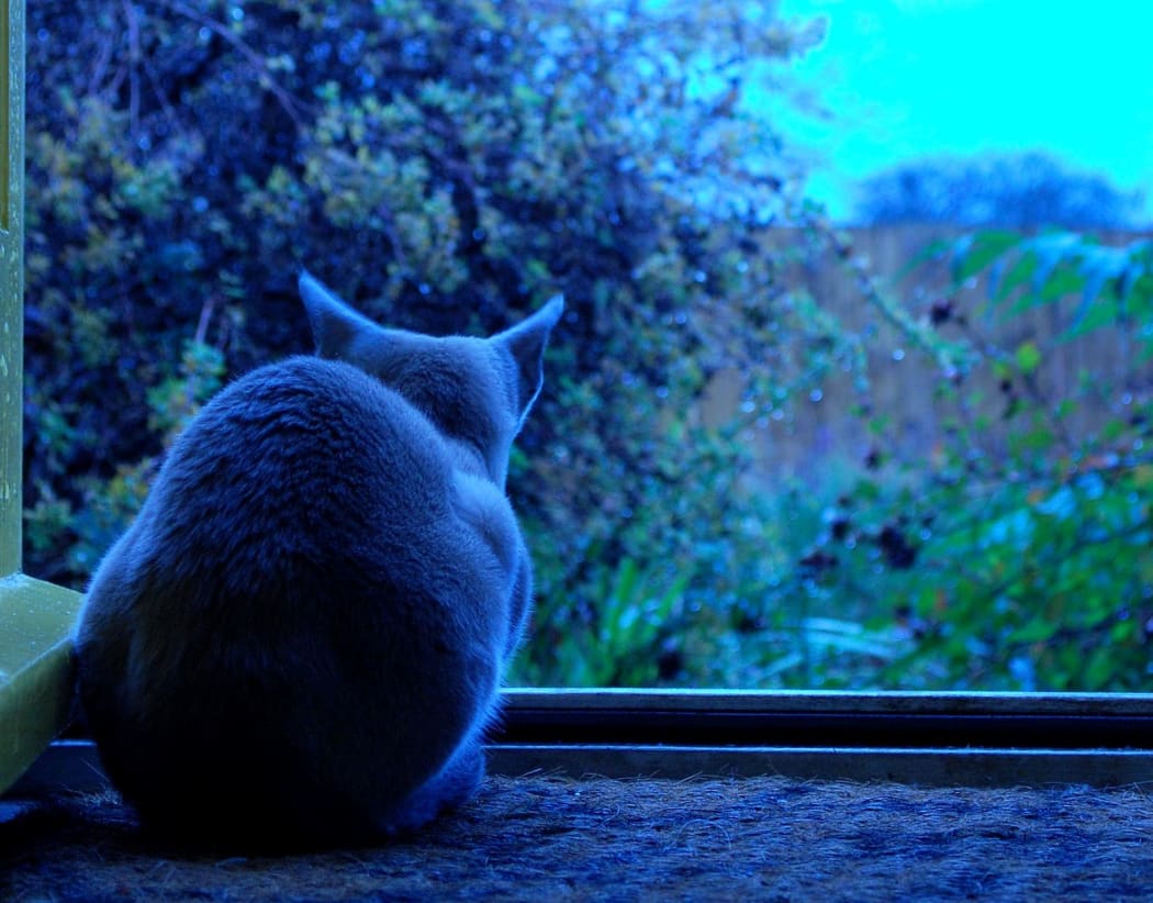 Cat in window