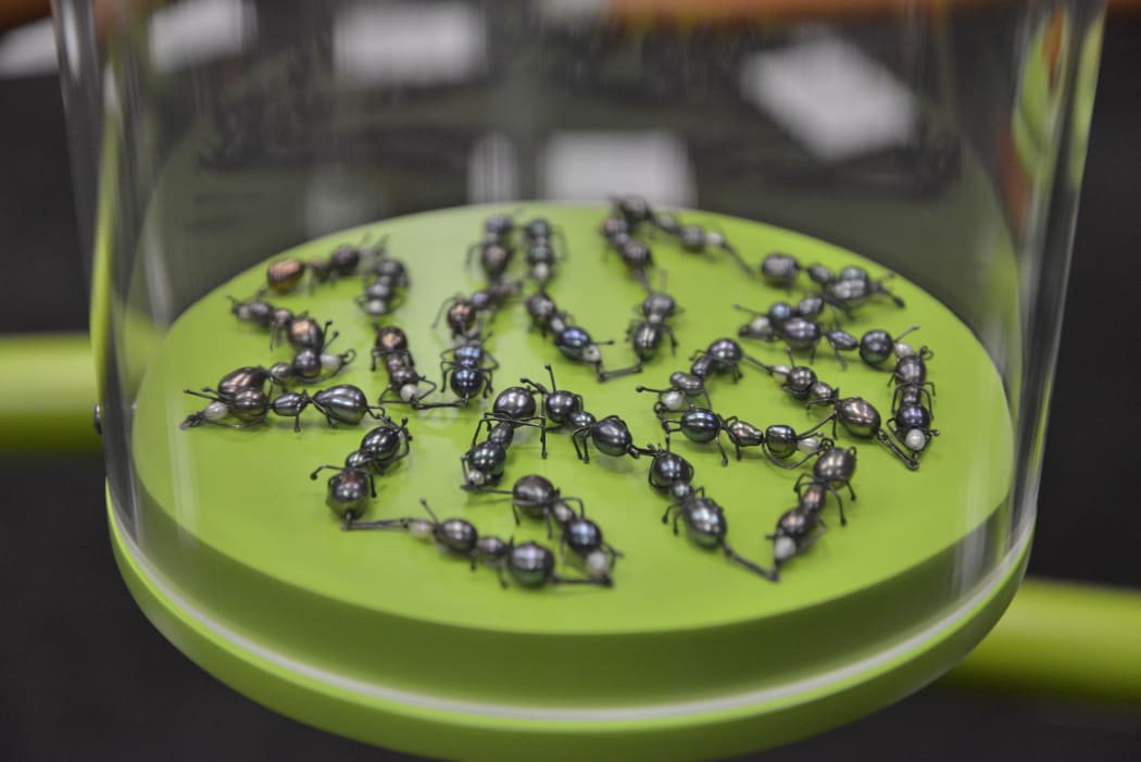 Jane Dodd's white ants at Tūhura Otago Museum