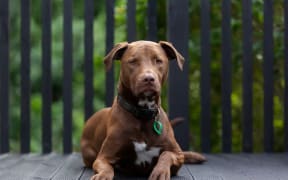 Corinna Bennett's dog, Beaudy